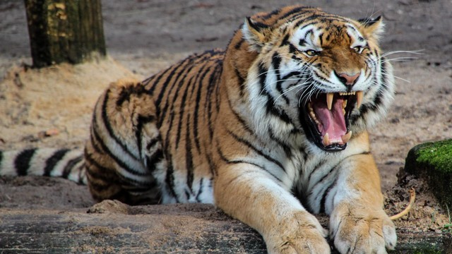 Flu Burung Menyerang Harimau